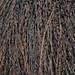 milk_shake 3.0- Dark Brown 3.4 Fl. Oz.