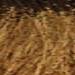 milk_shake 6.00- Dark Blond 6N+ 3.4 Fl. Oz.