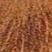 milk_shake 7.14- Desert Brown 3.4 Fl. Oz.