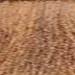 milk_shake 7.313- Beige Havana 3.4 Fl. Oz.